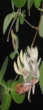 Allm&auml;n Snabelsv&auml;rmare bland Kaprifol