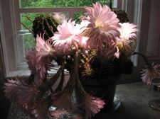 &Aring;rets blomning